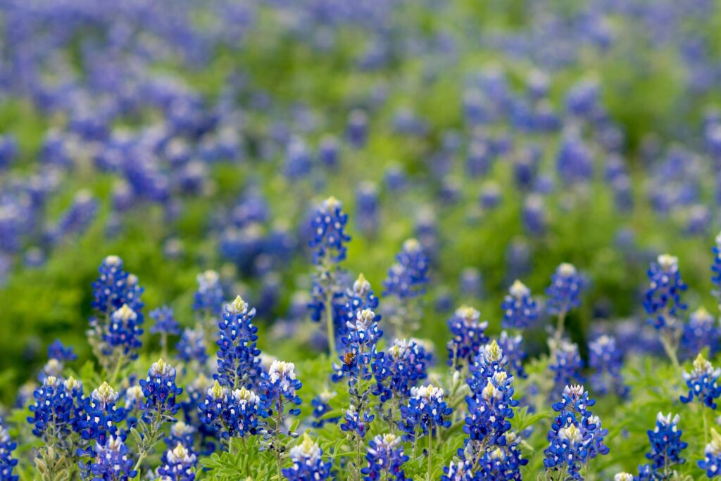 bluebonnets